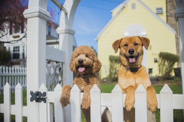 Pet Containment and Backyard Safety